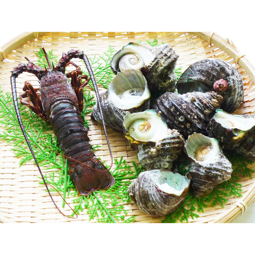 徳島 天然伊勢海老と天然サザエ詰合せ【伊勢海老1尾・サザエ1kg】