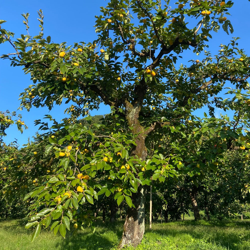【皇室献上柿】　会津みしらずのあんぽ柿　10個入