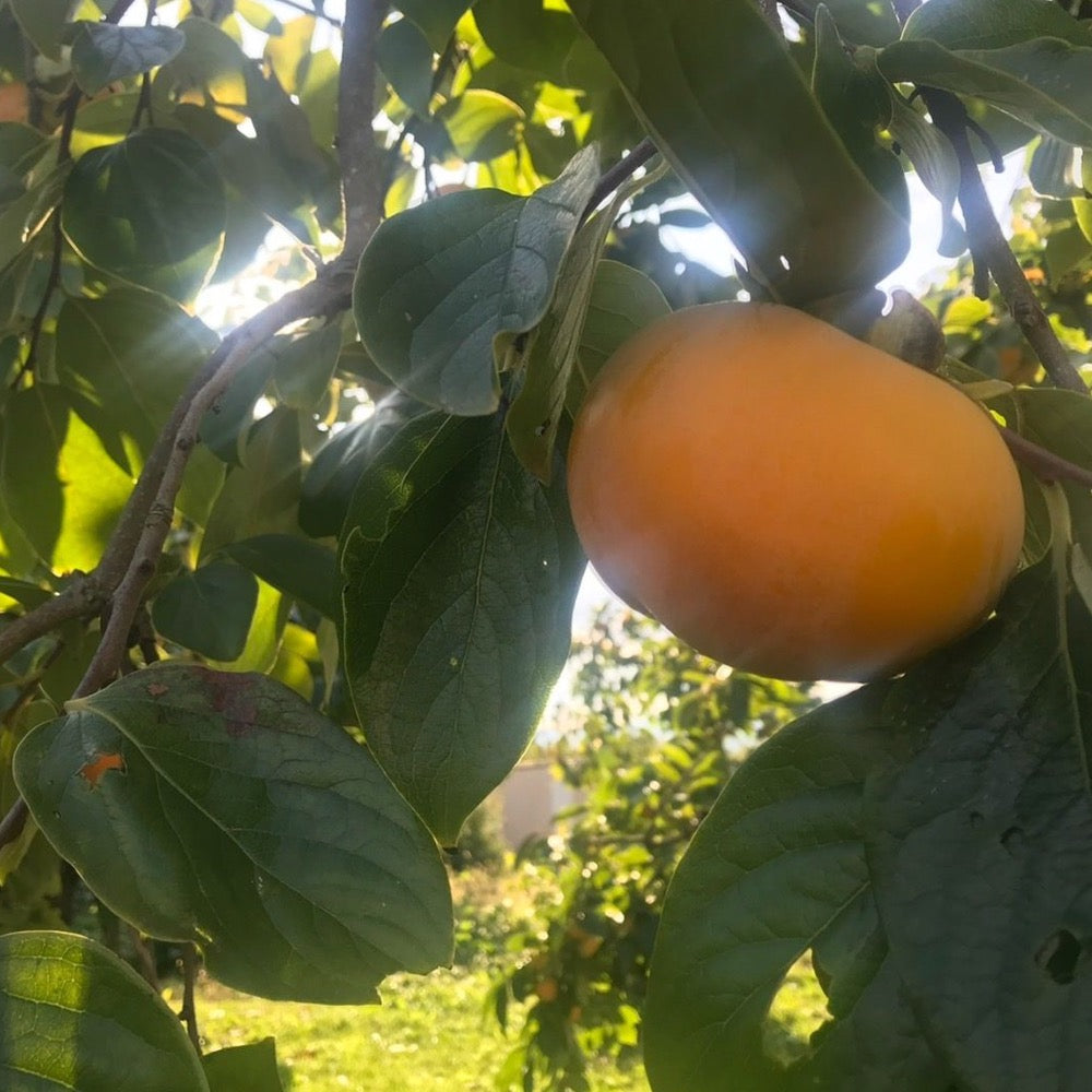 【皇室献上柿】　会津みしらずのあんぽ柿　10個入