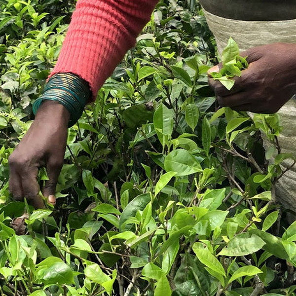 KUSMI TEA チャイ オブ ザ タイガー 20ティーバッグ 2個セット