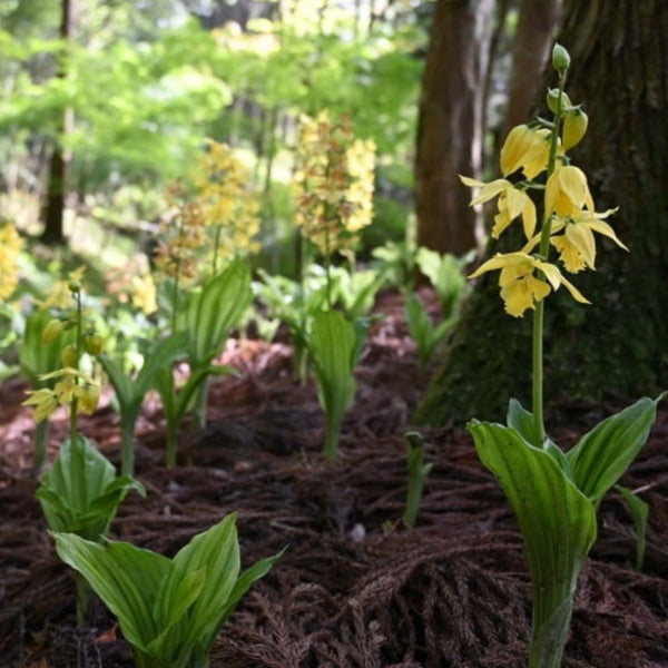 【医薬部外品】薬用エビネン（永美然）100ml【2本】