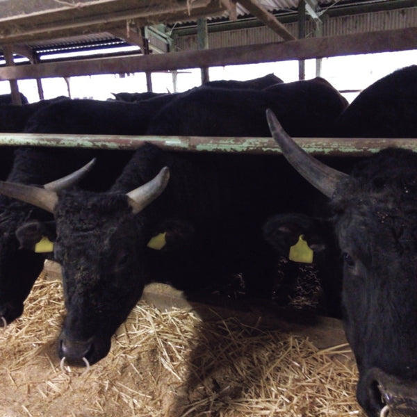 常陸牛 しゃぶしゃぶ用（肩ロース450g）