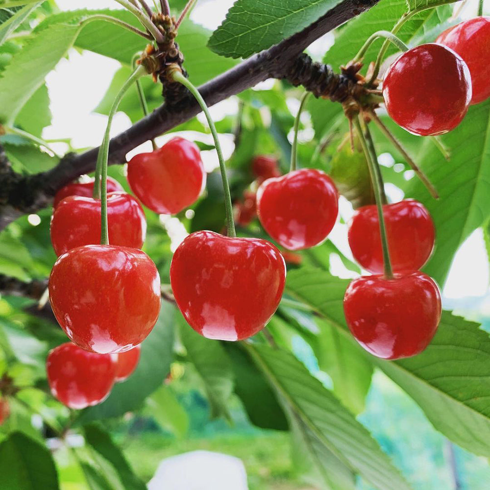 JAてんどうフーズ ラ・フランスゼリー【12個詰め合わせ】