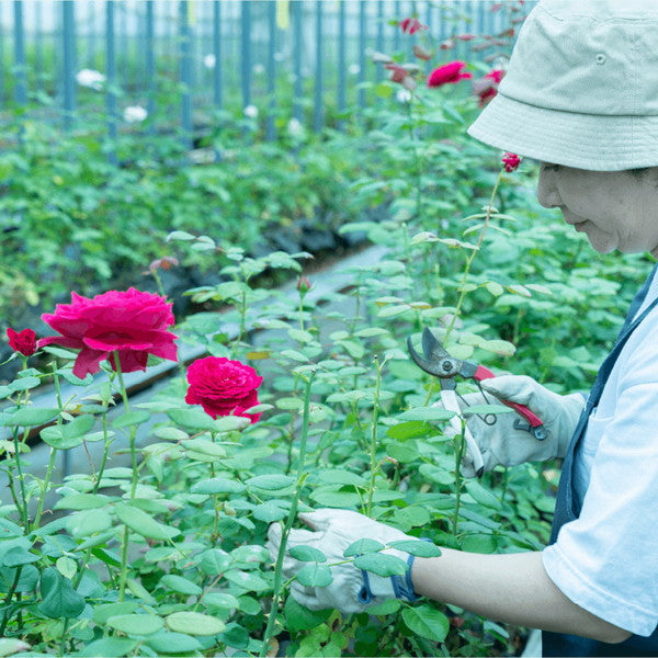食べられるバラ農園 ROSE LABO ローズバリアローション120ml