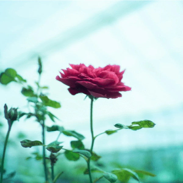 食べられるバラ農園 ROSE LABO ローズモイストミルク45ml