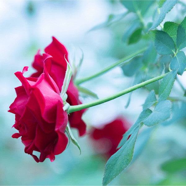 食べられるバラ農園 ROSE LABO ローズモイストリッチクリーム30g