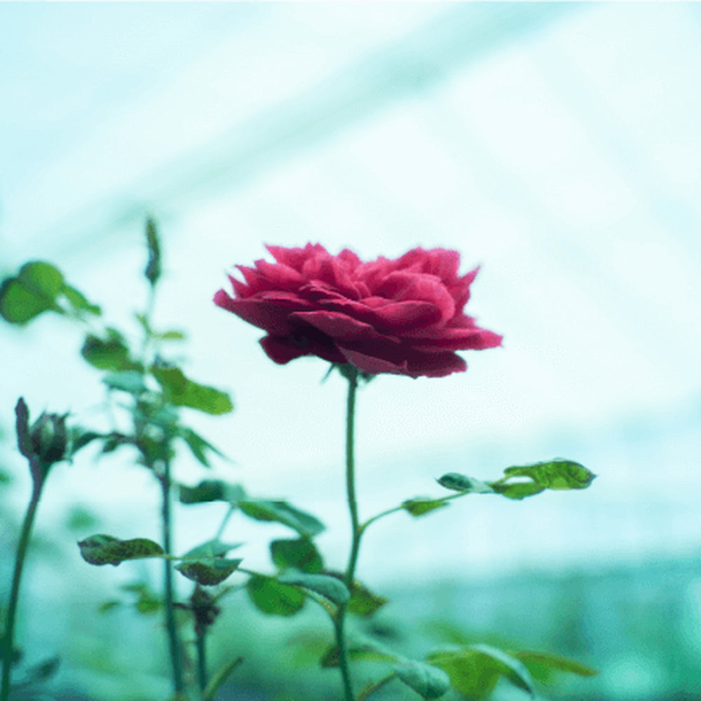 【ギフトカード】食べられるバラ農園 ROSE LABO ローズマルチミスト