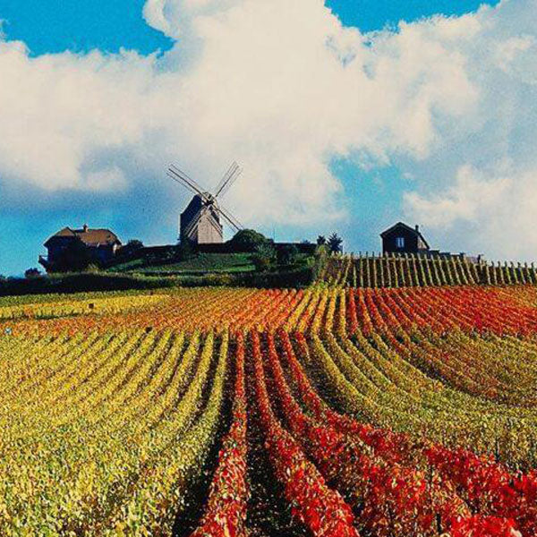 マム コルドン ルージュ ブリュット 箱付 750ml 4本