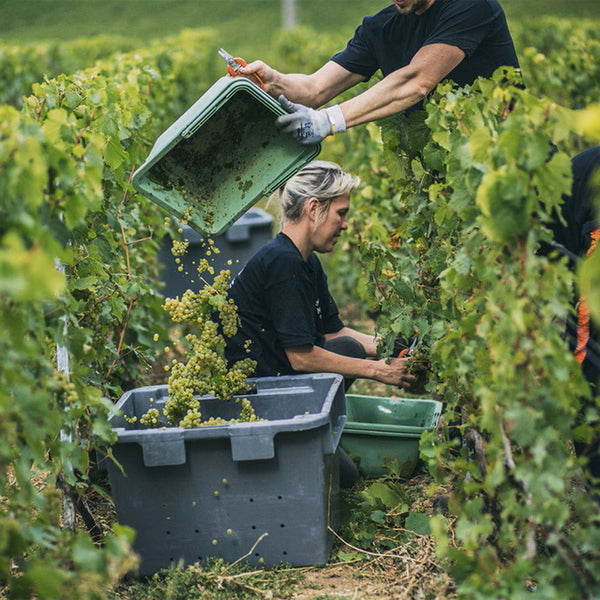 モエ・エ・シャンドン ネクター アンペリアル ロゼ  750ml　2本