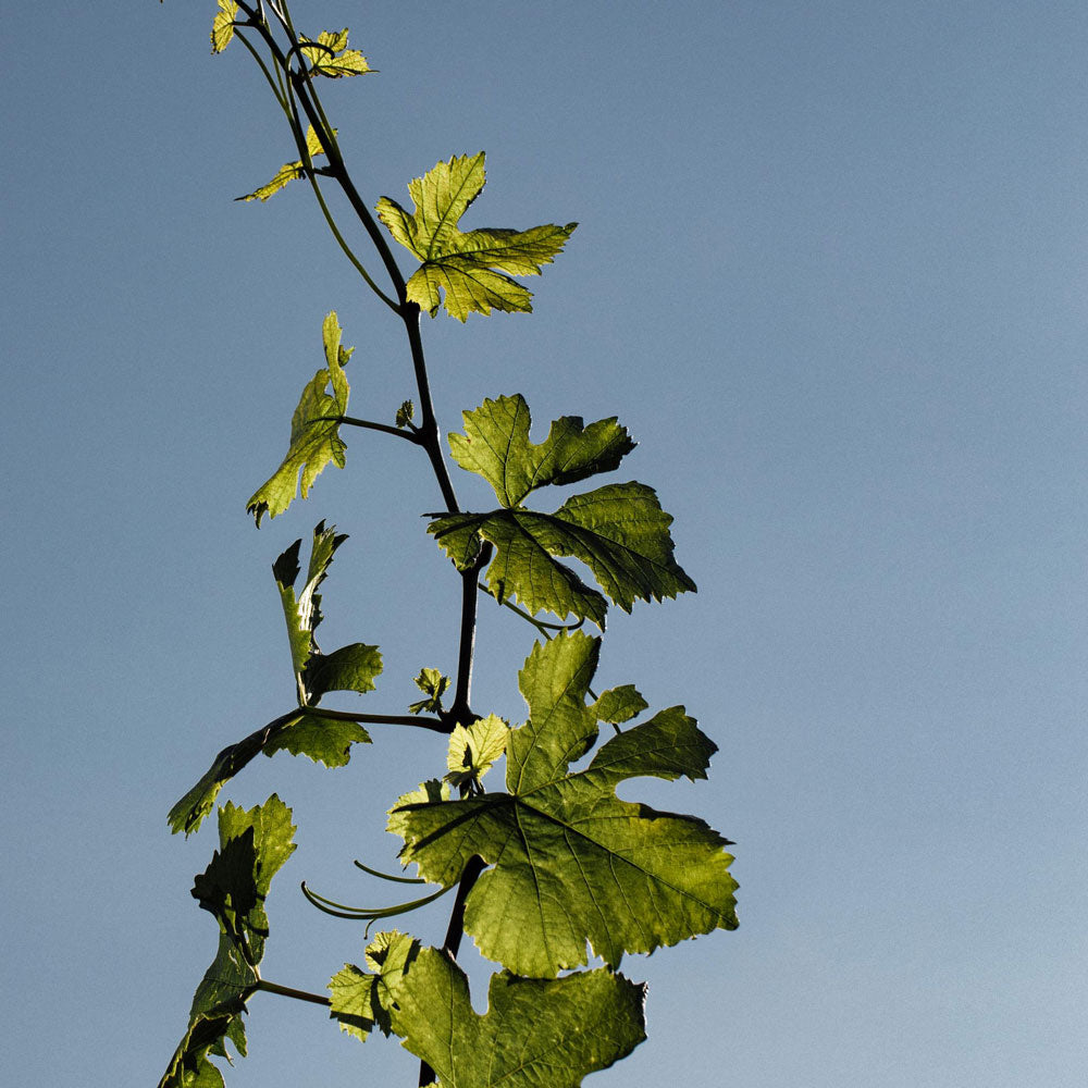 【ギフトカード】シャンパンDom Perignon(ドンペリニヨン)ヴィンテージ2004 プレニチュード２ 750ml箱付き 1本