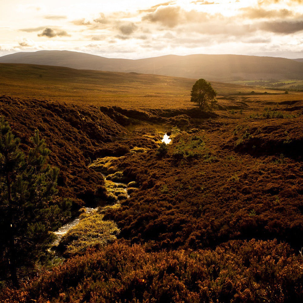 【ギフトカード】1893年創業シングルモルト・ウイスキー ロングモーン22年 箱入 700ml