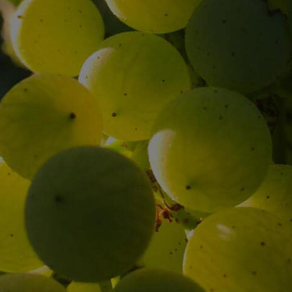 【ギフトカード】Hennessy（ヘネシー） X.O 700ml箱付 1本