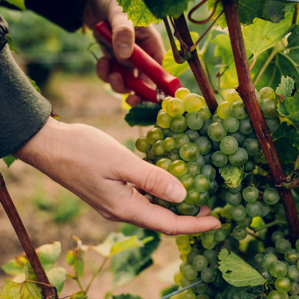 【ギフトカード】モエ・エ・シャンドン グラン ヴィンテージ ロゼ 2016  750ml箱付 1本