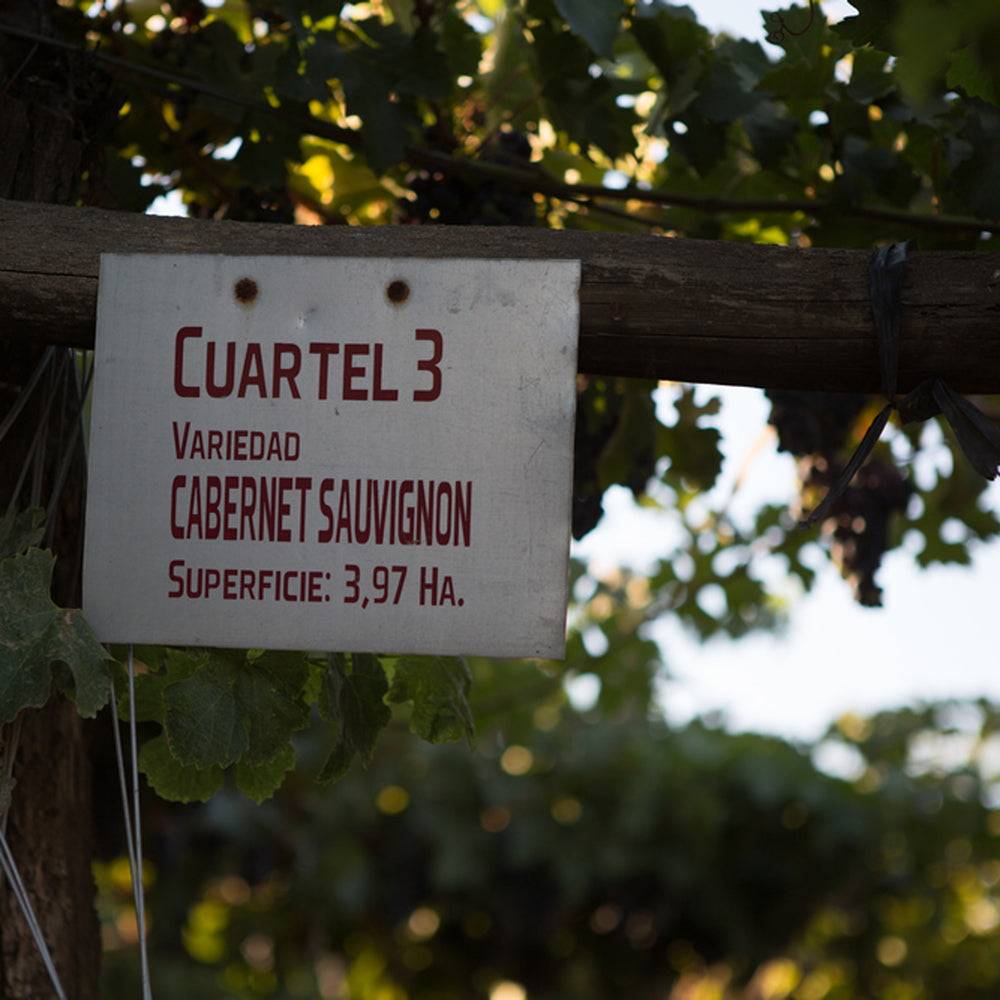 【ギフトカード】アロモ ソーヴィニョン ブラン チリ(白ワイン)