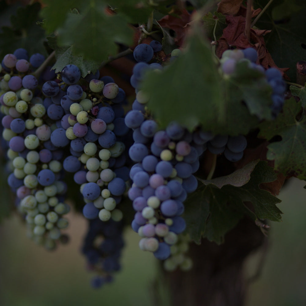 【ギフトカード】アロモ シャルドネ チリ(白ワイン)