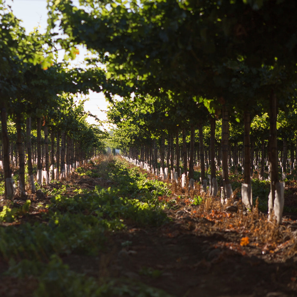 【ギフトカード】アロモ カルメネール チリ(赤ワイン)