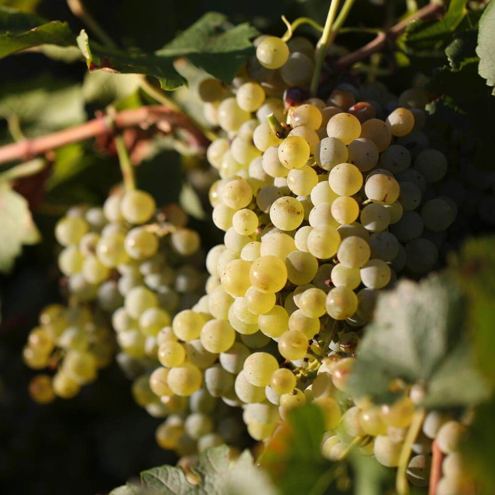 【ギフトカード】ヌーガン エステート 3G ソーヴィニョン ブラン オーストラリア(白ワイン)