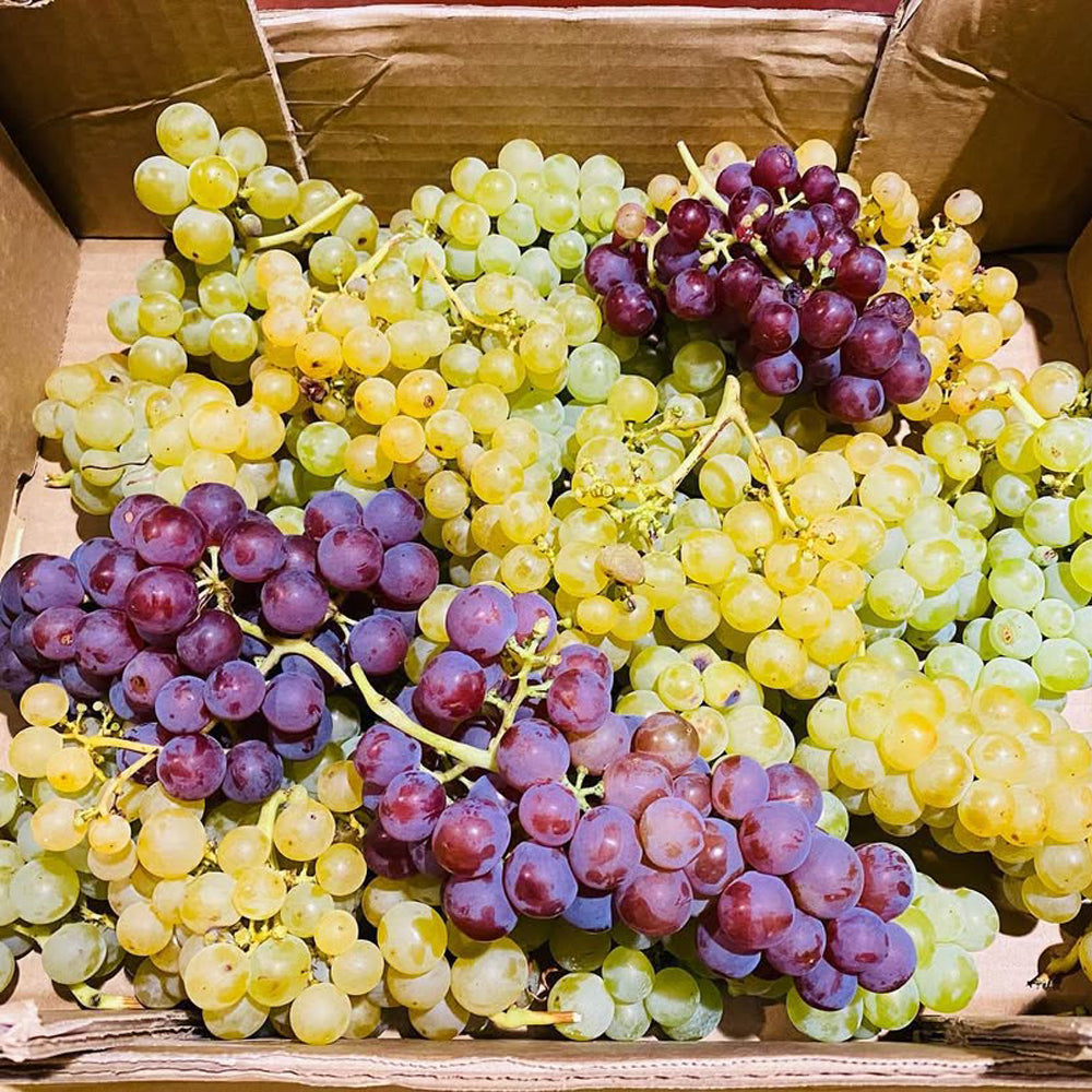 【ギフトカード】ドップ エ イリオン ミュスカ フランス(白ワイン)