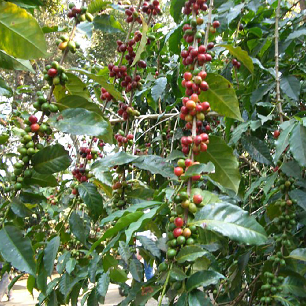 「ダートコーヒー」アイスコーヒー クラシック加糖【1000ml x 6本】