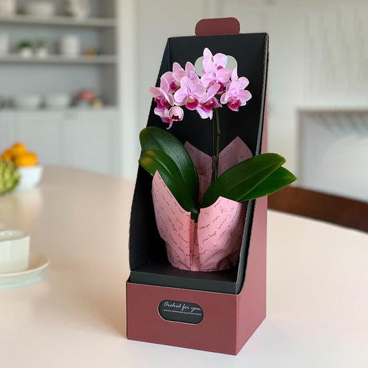【フラワーギフト】マイクロ胡蝶蘭 2WAYBOX入り(2.5号鉢1本立ち 淡ピンク)